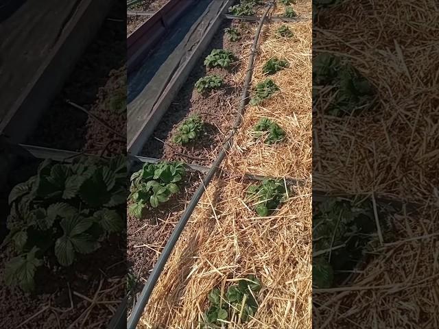 уход за клубникой весной для получения отличного урожая