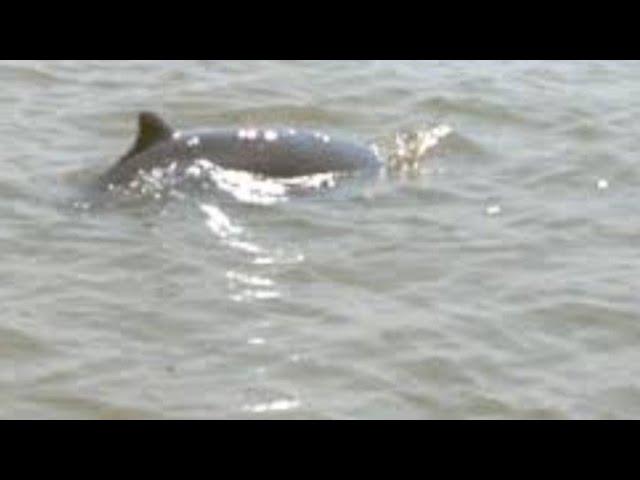 DOLPHIN in CHILKA LAKE puri Odisha || Chilika Lake Dolphin Sanctuary #shorts    #chilikalake #beach