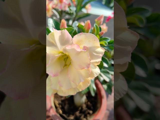 Adenium in my garden. #flowers#garden#Indian#gardening #adenium