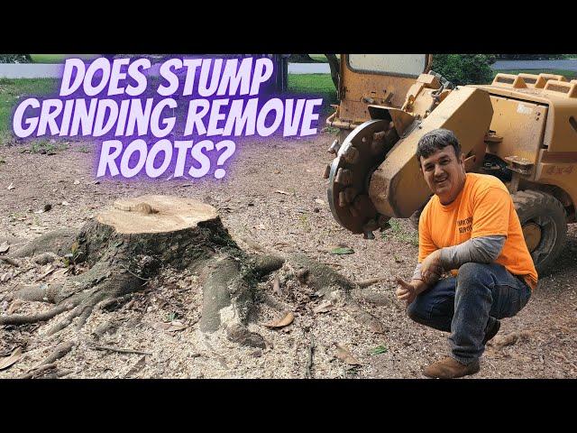 Does stump grinding remove roots?