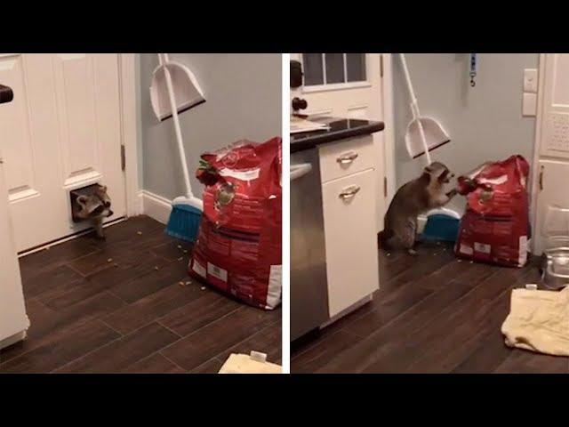 Racoon Breaks Into House Through Cat Door