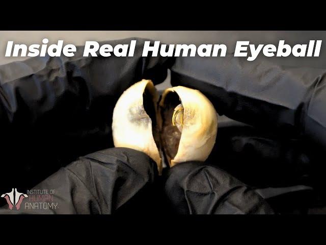 The Coolest Eyeball Video You'll Ever See