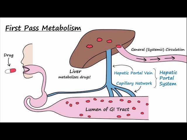 Bioavailability and First Pass Metabolism