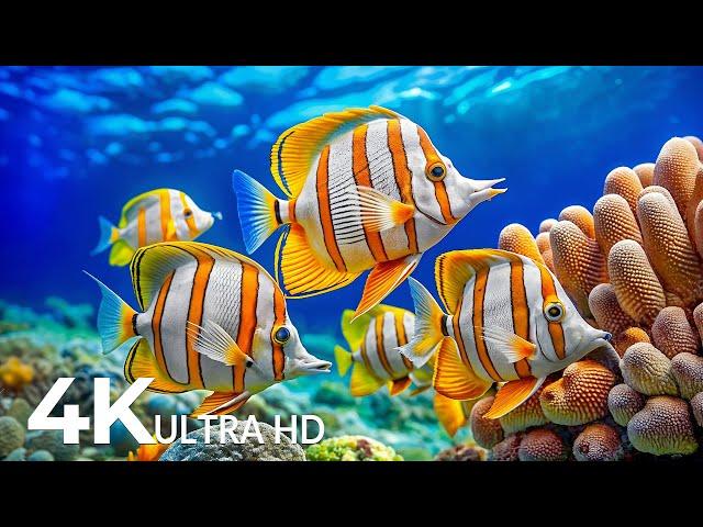 The Best 4K Aquarium - Dive Into The Mesmerizing Underwater Realm, Sea Jellyfish, Coral Reefs #24