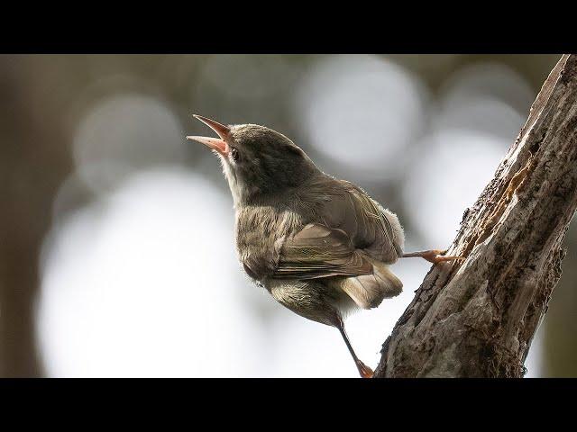 Saving a Near-Extinct Hawaiian Honeycreeper | When Silence Becomes the Song (full documentary)