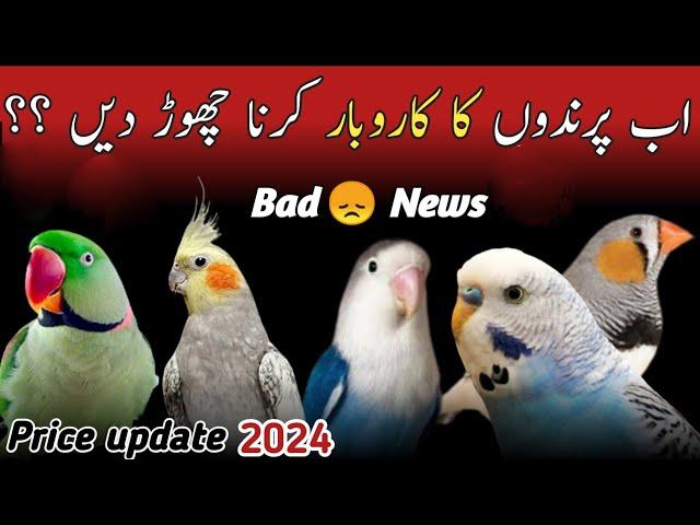 Birds new price 2024 Pakistan | All parrot new rate | birds price update today | parrots price 2024