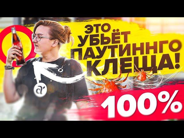 ПАУТИННЫЙ КЛЕЩ УЙДЕТ! САМЫЕ ЭФФЕКТИВНЫЕ СРЕДСТВА