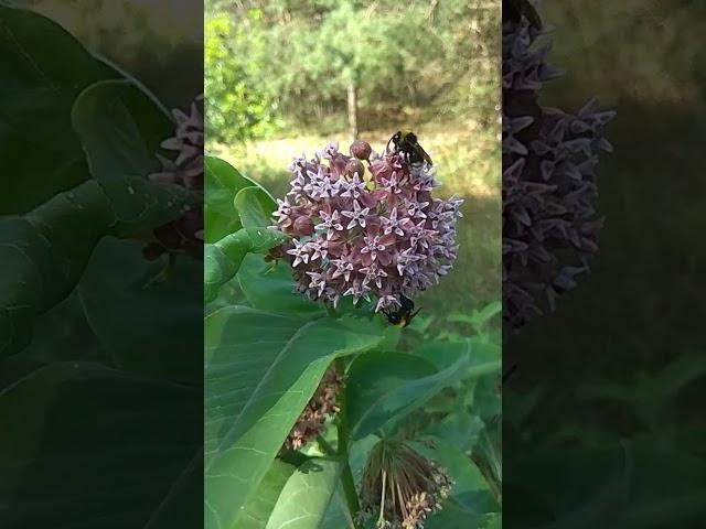 асклепий ваточник 1