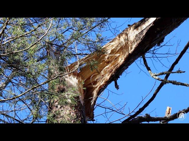 S1 EP14 | WIDOW-MAKER -TREE FELLING TECHNIQUES AND TIPS TO ENSURE SAFETY IN DANGEROUS TREE REMOVAL.