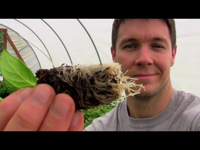 Secrets to Rooting Petunias | Propagating Petunia Cuttings with Peat Moss | Petunia Garden Tips