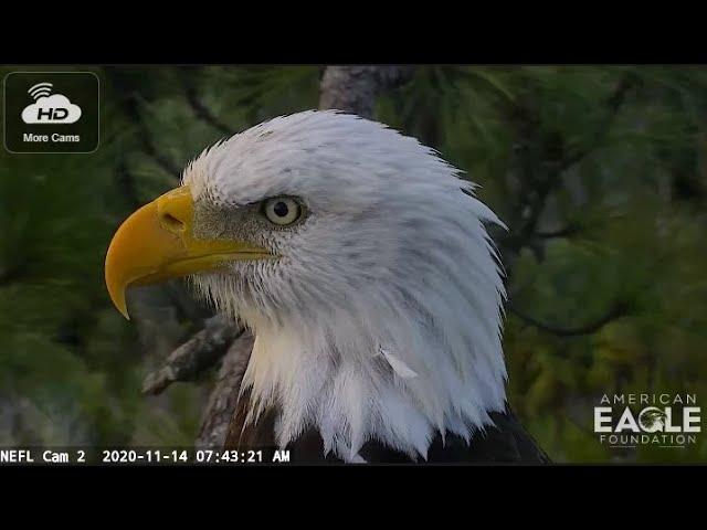 AEF~NEFL Nest Cam~Samson A True Blessing 1 14 2023