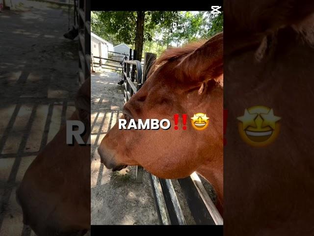  #barn #horse #equestrian #equestrianjourney #horsefan #fyp #viralshorts #funnyhorse #sandwich