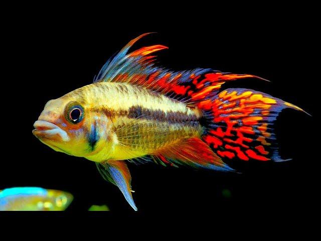 Top 5 Centerpiece Fish for your small to medium sized Community Aquarium.