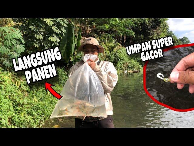 Satu Umpan Ampuh ini bisa bikin kamu panen ikan‼️