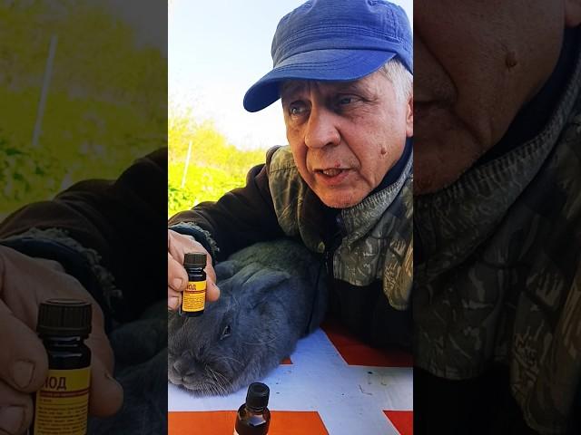 Спиртовой Йод - "Плацеба" Для Наивных Кролиководов, Но Не Панацея От Кокцидиоза! | Певец Кольчугино