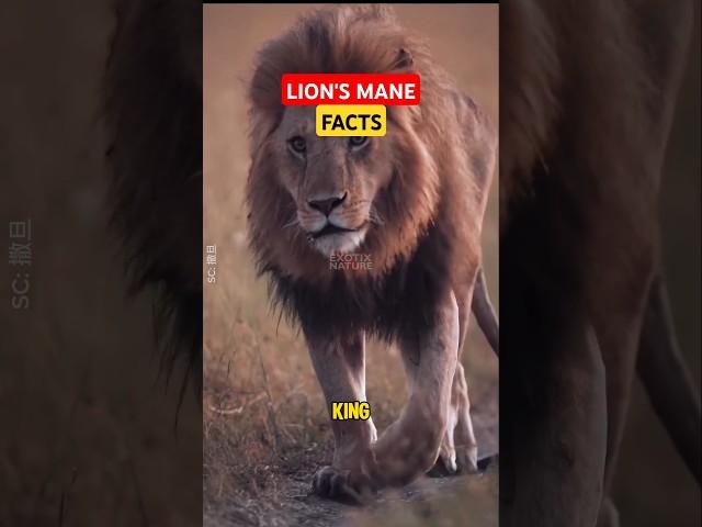  How a Lion’s Mane Decides Who Rules the Wild!  #animals #facts #shorts