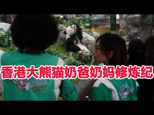 守护“滚滚”的幸福——香港大熊猫“奶妈”“奶爸”修炼记,大熊猫盈盈，乐乐在香港很幸福！