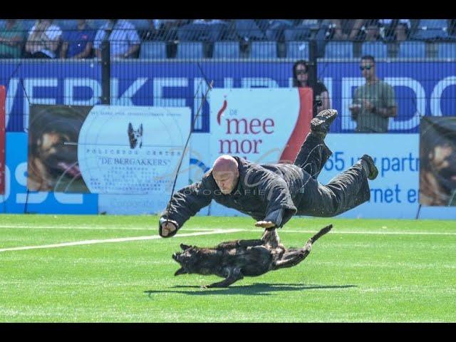 KNPV  @03/09/2022 police dogs   Championships  stick attack   Eindhoven