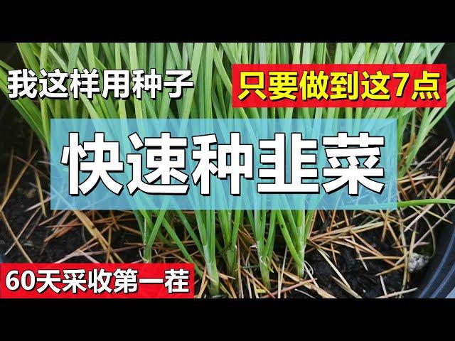 第一茬的韭菜真香! 从种子快速收获韭菜, 只要做到这7点 Harvest chinese chives quick way