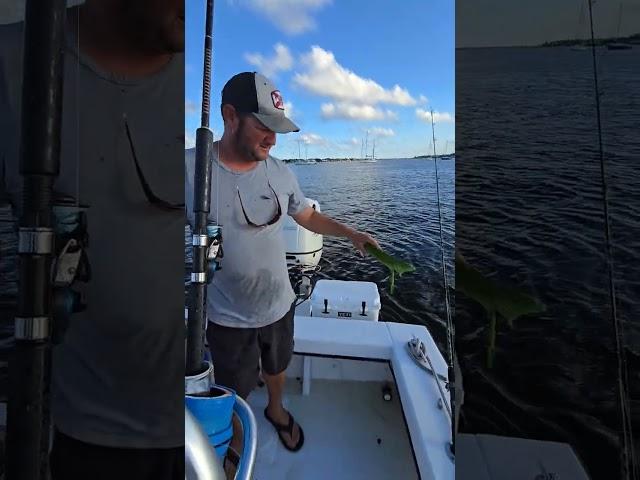 @Swamptosea exotic charters. The best charter around #iguana #florida #floridaman