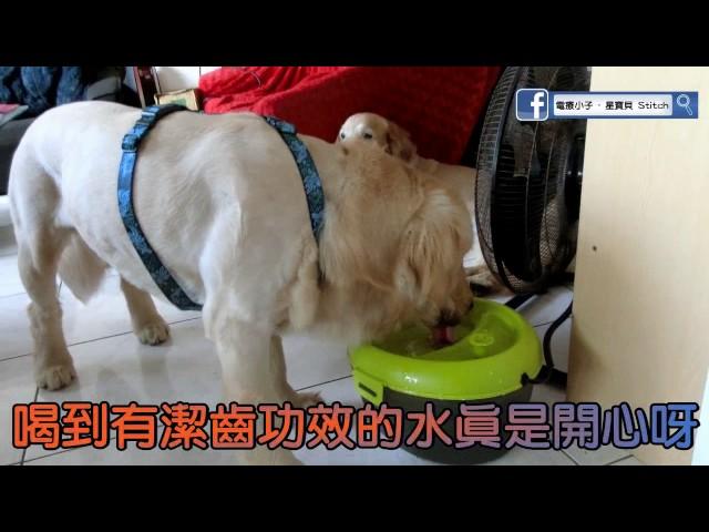 Dog H2O 濾水器(星寶使用版)