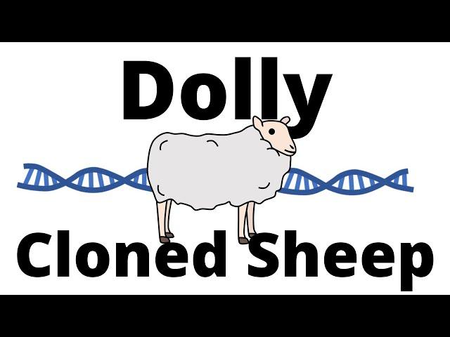 The Story of Dolly the cloned Sheep - Animal Cloning