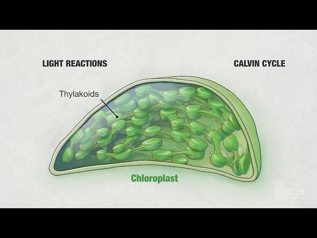 Photosynthesis: Part 4: Chloroplasts | HHMI BioInteractive Video