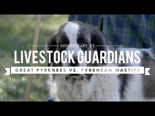 LIVESTOCK GUARDIANS: GREAT PYRENEES AND PYRENEAN MASTIFFS