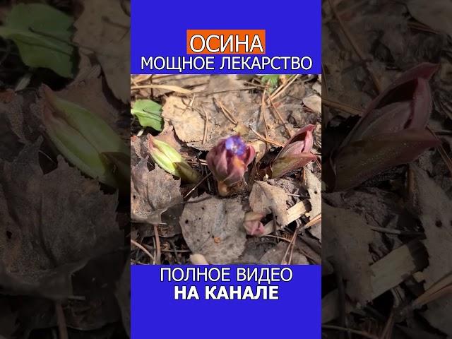 ТРОЙНОЙ ОТВАР ТРАВ! КАК ПРАВИЛЬНО ДЕЛАТЬ!  #shotrs #фитотерапия #травы