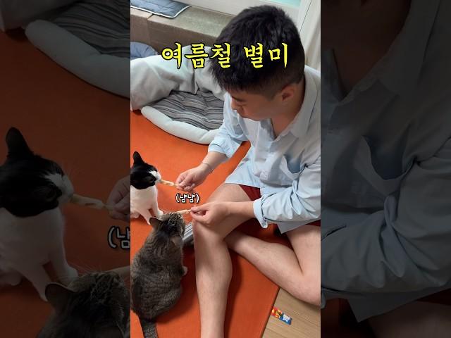 고양이 여름 보양식 #shorts #shortvideo #고양이 #시트콤