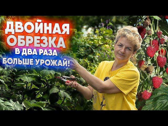 Двойная обрезка   в два раза больше урожай!