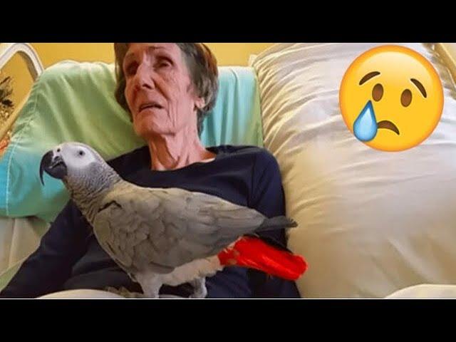 Sterbende Frau sagt ihrem Papagei auf Wiedersehen.Doch die Antwort des Vogels bringt dich zum Weinen