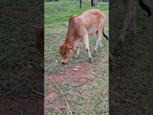 Anak sapi lucu, lembu jinak #babycow #cowsound #sapimoo #suarasapi