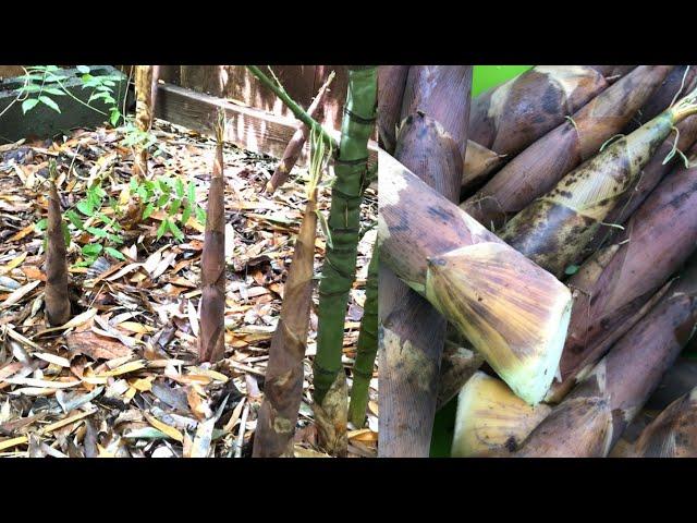  Bamboo Shoots in Our Backyard | 1st Harvest after 5 Years Planting | Plant Shows