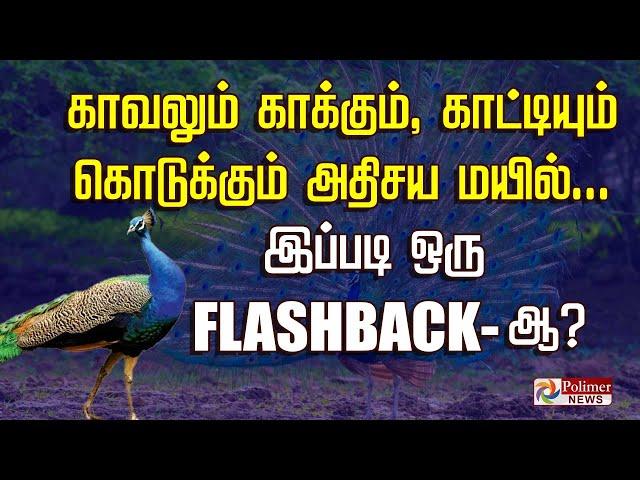 காவலும் காக்கும், காட்டியும்  கொடுக்கும் அதிசய மயில்...இப்படி ஒரு Flashback-ஆ?