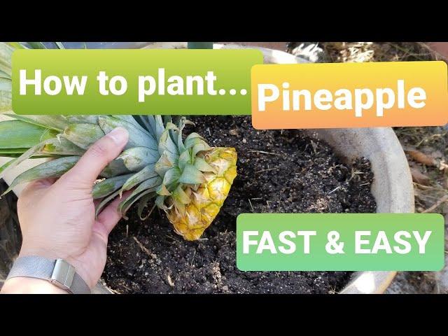 How to plant a Pineapple FAST and EASY!