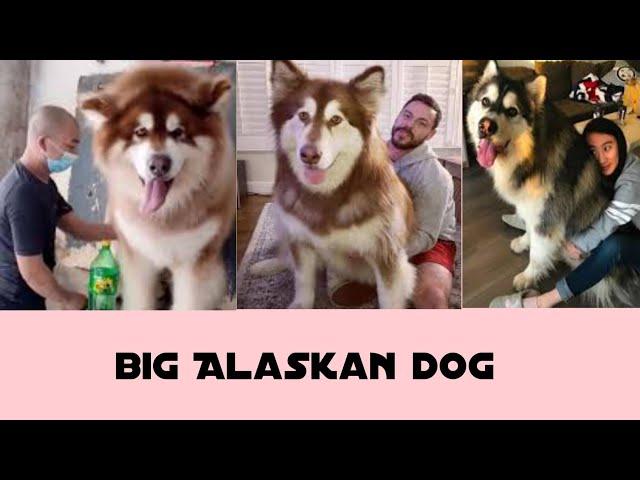 A GAINT ALASKAN DOG COMPALITION  dogs lovers #kawi #tiktok #likee #sneak