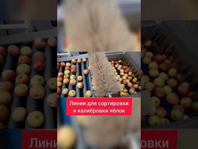 Линии для сортировки и калибровки яблок от АСК-ЮГ  #сортировка #сделановроссии