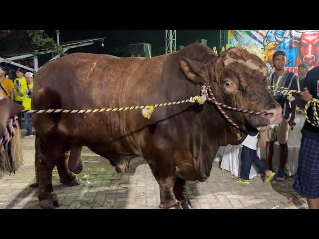 AKHIRNYA BRUNO SABET JUARA SAPI TERBESAR 1377 KG KONTES APPSI ‼️