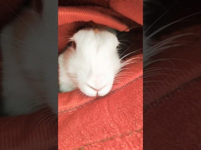 #rabbit #funk #remix #music #musica #anime #camel #babyanimal #dog #camellife #babypet