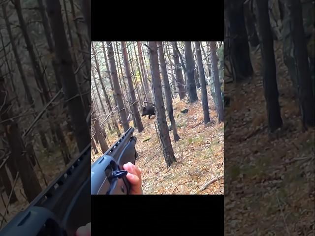 охота на сильного кабана #cinghiale #chasse #wildboar #охота