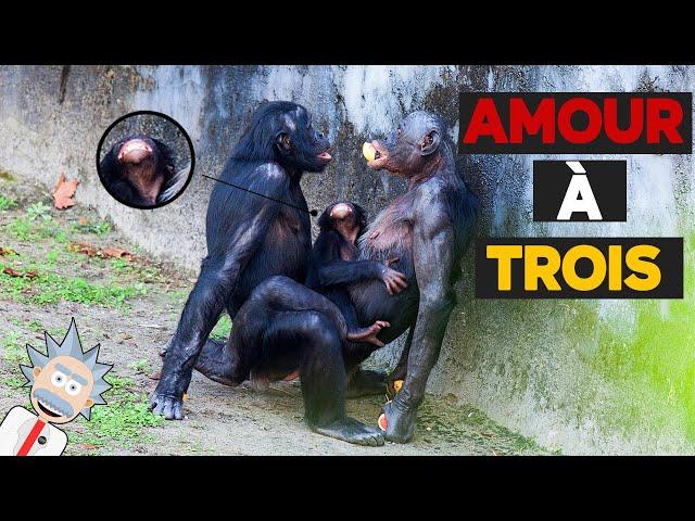 11 PRATIQUES SEXUELLES LES PLUS INSOLITES DES ANIMAUX