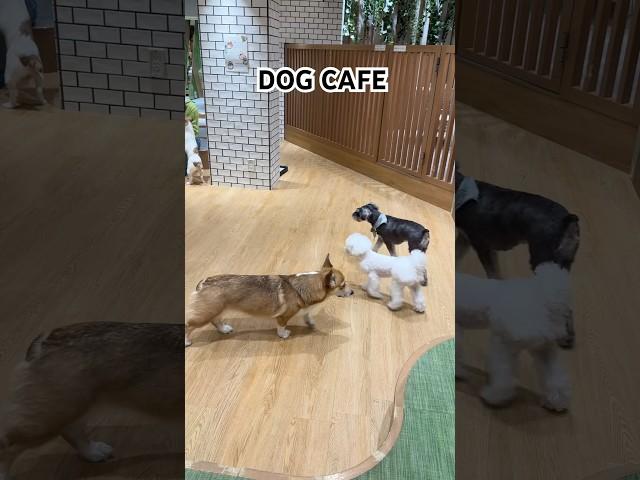 You can pet dogs at this cafe :)