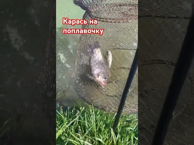 Карась на поплавочку