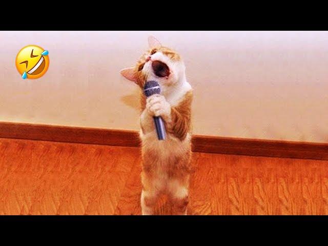 You Laugh You Lose  Funniest Cats and Dogs 2023  Part 7