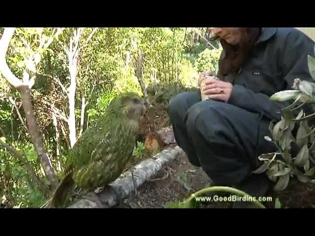 Training Sirocco the Kakapo to Station