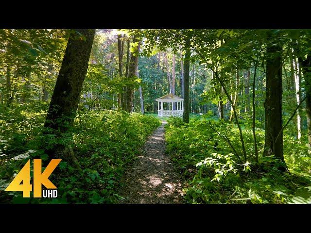 Forest Walk on a Summer Sunny Day - 4K Virtual Hike with Beautiful Music & Nature Sounds