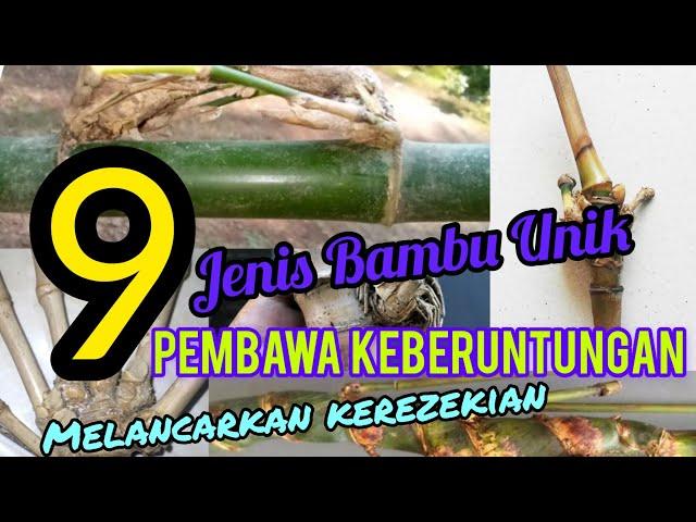 9 jenis bambu unik ini bisa membawa keberuntungan serta melancarkan datangnya rezeki