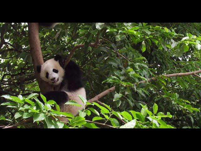 Panda © Pond5  BoBoPhoto  WWF