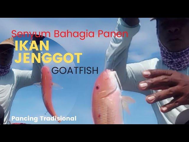 Spot Terbaik.!! Mancing di sarang Ikan Jenggot @VideoMancingViral